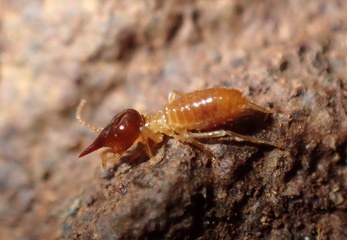 Blind soldier termite